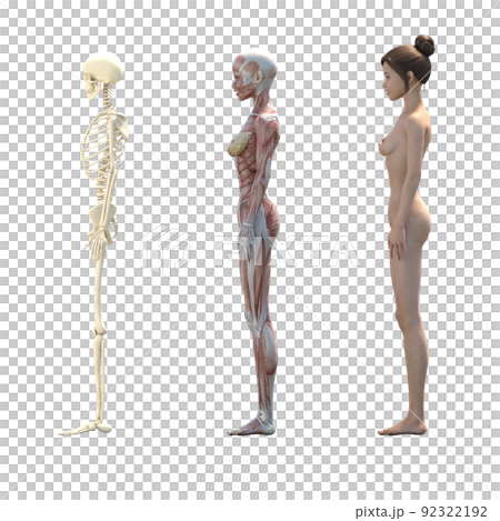 Muscle specimen female perming3DCG illustration material 92322192