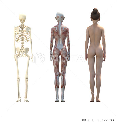 筋肉標本 女性 perming3DCGイラスト素材 筋肉標本 女性 perming3DCGイラスト素材 92322193