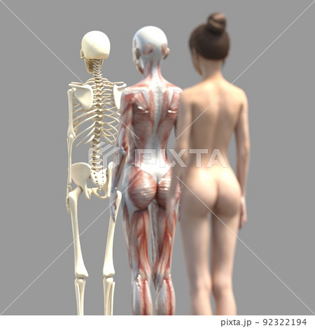 筋肉標本　女性　perming3DCGイラスト素材 92322194