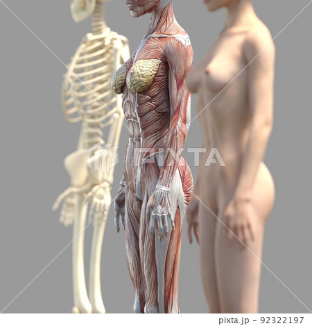 筋肉標本 女性 perming3DCGイラスト素材 筋肉標本 女性 perming3DCGイラスト素材 92322197