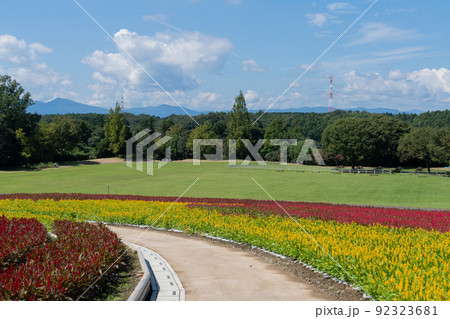 ケイトウの花畑 92323681