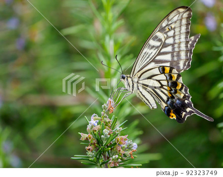 アゲハチョウの吸蜜 92323749