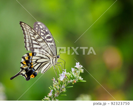 アゲハチョウの吸蜜 92323750