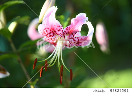 カノコユリ【鹿の子百合】 92325591