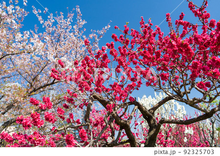 大阪城桃園　満開の花桃 92325703