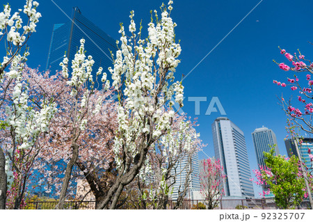 大阪城桃園 満開の花桃 大阪城桃園 満開の花桃 92325707