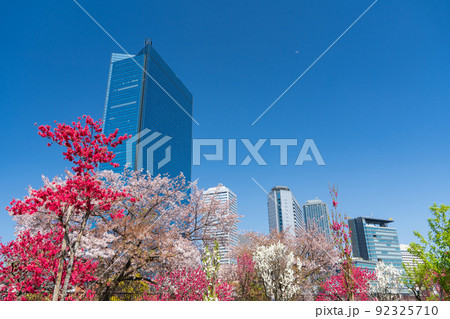 大阪城桃園　満開の花桃 92325710