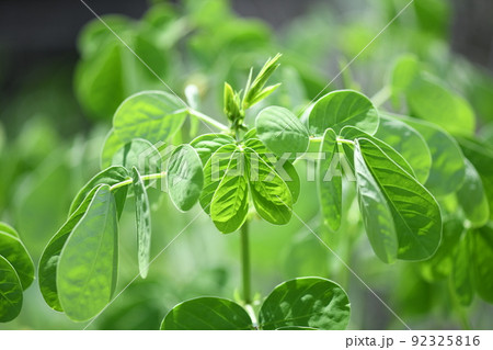 エビスグサ(恵比須草)の葉 エビスグサ(恵比須草)の葉 92325816