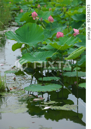 水に浮かぶピンクの蓮の花と蓮の葉 水に浮かぶピンクの蓮の花と蓮の葉 92326175