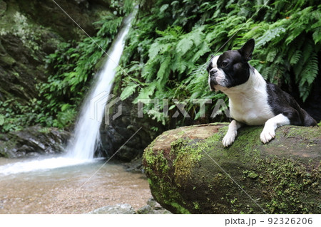 ゆずの里毛呂山町の景勝地宿谷の滝の近くで太い倒木に乗って渓流を眺める可愛いボストンテリアのマイティ君 ゆずの里毛呂山町の景勝地宿谷の滝の近くで太い倒木に乗って渓流を眺める可愛いボストンテリアのマイティ君 92326206