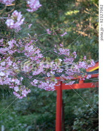 白濱神社 境内風景 伊豆 伊豆最古の神社 白濱神社 境内風景 伊豆 伊豆最古の神社 92327062