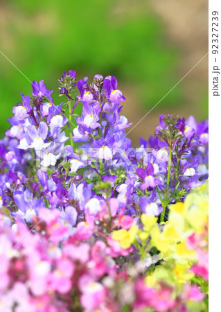 色とりどりの姫金魚草（ヒメキンギョソウ）　リナリア 92327239