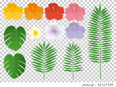 熱帶_芙蓉_集 92327599