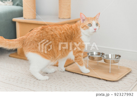 餌を食べる猫(ペット) 餌を食べる猫(ペット) 92327992