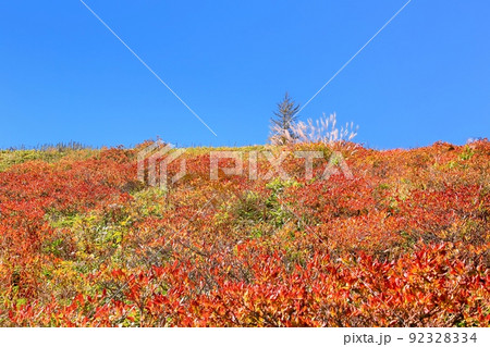美ヶ原高原・レンゲツツジの紅葉 92328334