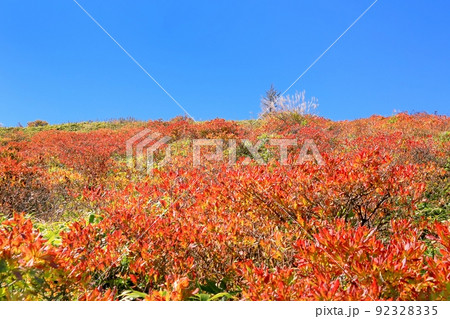 美ヶ原高原・レンゲツツジの紅葉 92328335
