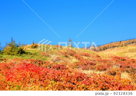美ヶ原高原・レンゲツツジの紅葉 92328336