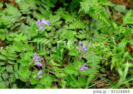 小葉の立浪草の花　【相模原市津久井　5月】 92328869