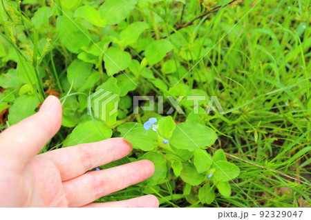 ツユクサ　手 92329047