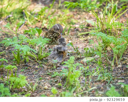 Wood bird Redwing, Turdus iliacus, feeds the chick with earthworms on the ground. An adult chick left the nest but its parents continue to take care of him. 92329659