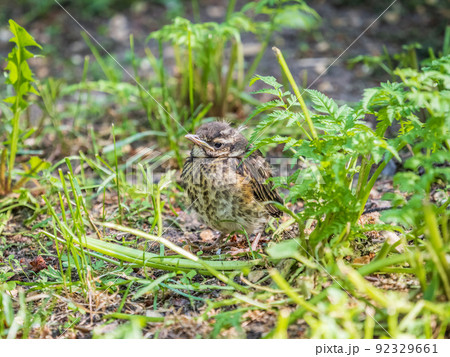 A Redwing chick, Turdus iliacus,, has left the nest and sitting on the spring lawn. A Redwing chick, a bird in the thrush family, sits on the ground and waits for food from its parents. 92329661