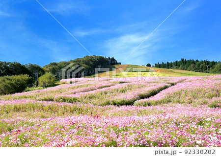 となみ夢の平・コスモス園 となみ夢の平・コスモス園 92330202