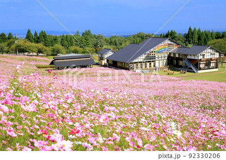 となみ夢の平・コスモス園 92330206