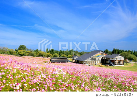 となみ夢の平・コスモス園 となみ夢の平・コスモス園 92330207