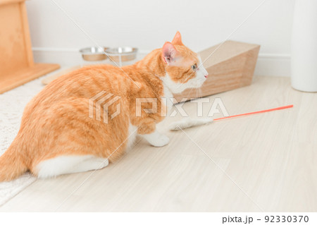 猫じゃらしを使う猫 猫じゃらしを使う猫 92330370