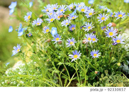 ブルーデージーの花 ブルーデージーの花 92330657