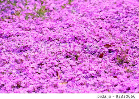 シバザクラの花 シバザクラの花 92330666
