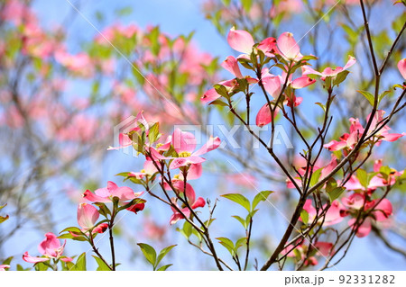 ハナミズキの花 92331282