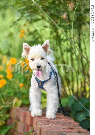 自然の中でおすましするミニチュアシュナウザー 92331712