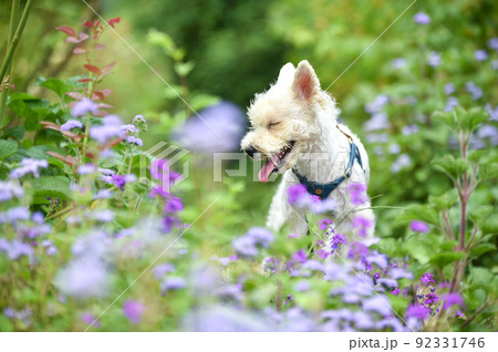 自然の中でおすましするミニチュアシュナウザー 92331746