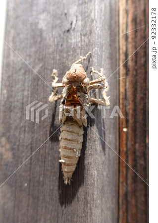 建物の柱についたオニヤンマの抜け殻 建物の柱についたオニヤンマの抜け殻 92332178