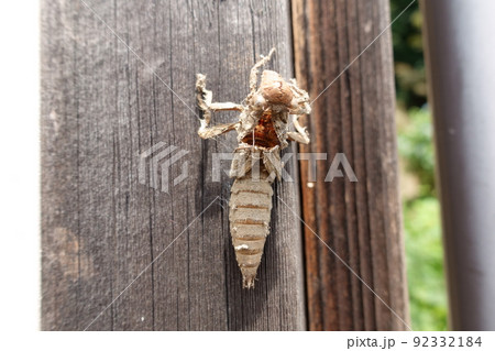 建物の柱についたオニヤンマの抜け殻 92332184