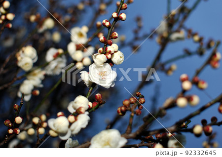 いつか見た梅林公園 いつか見た梅林公園 92332645