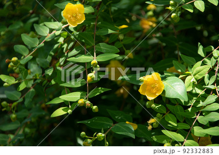 草原に鮮やかな黄色の花 草原に鮮やかな黄色の花 92332883
