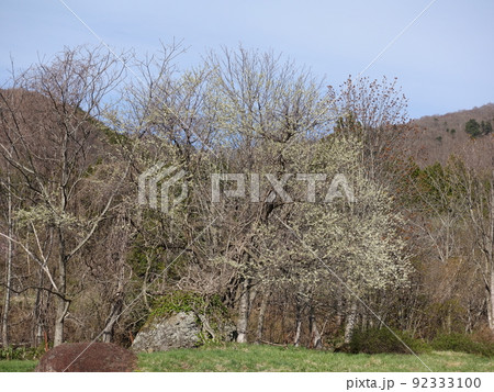 満開の桜　オオヤマザクラ　大山桜　西蔵王放牧場 92333100