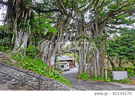 屋久島 中間ガジュマル群 屋久島 中間ガジュマル群 92334270