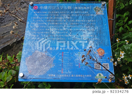 屋久島　中間ガジュマル群 92334276