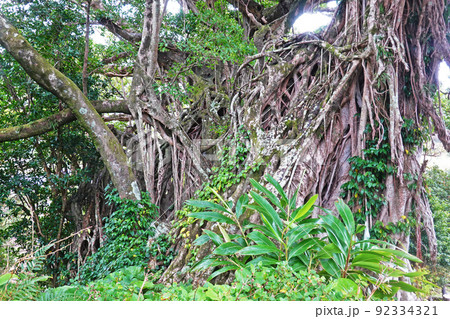 屋久島　中間ガジュマル群 92334321