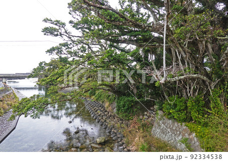 屋久島 中間ガジュマル群 屋久島 中間ガジュマル群 92334538