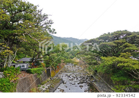屋久島　中間ガジュマル群 92334542