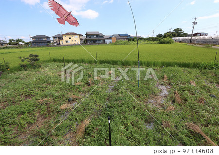 鳥追いカイト スイカ畑 七月下旬 鳥追いカイト スイカ畑 七月下旬 92334608
