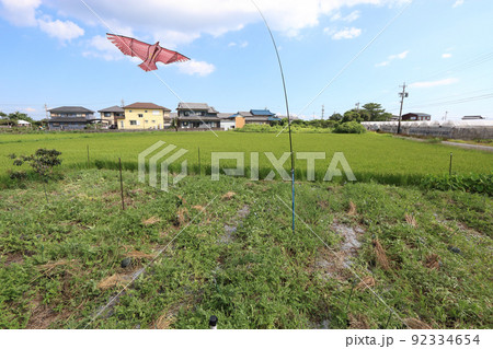 鳥追いカイト スイカ畑  七月下旬 92334654