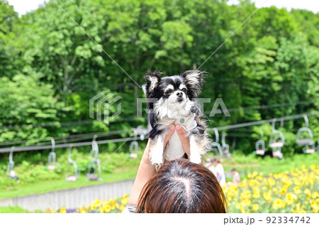 愛犬とお散歩する女性　チワワ　たんばらラベンダーパーク 92334742