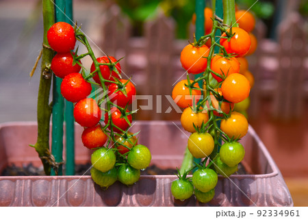 夏の太陽の下、鮮やかな赤とオレンジ色のミニトマト 92334961