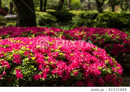 ツツジが美しい兼六園 ツツジが美しい兼六園 92335889