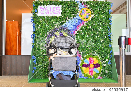 たんばらラベンダーパーク　ウェルカムボードの前で記念撮影　チワワ　多頭飼い 92336917